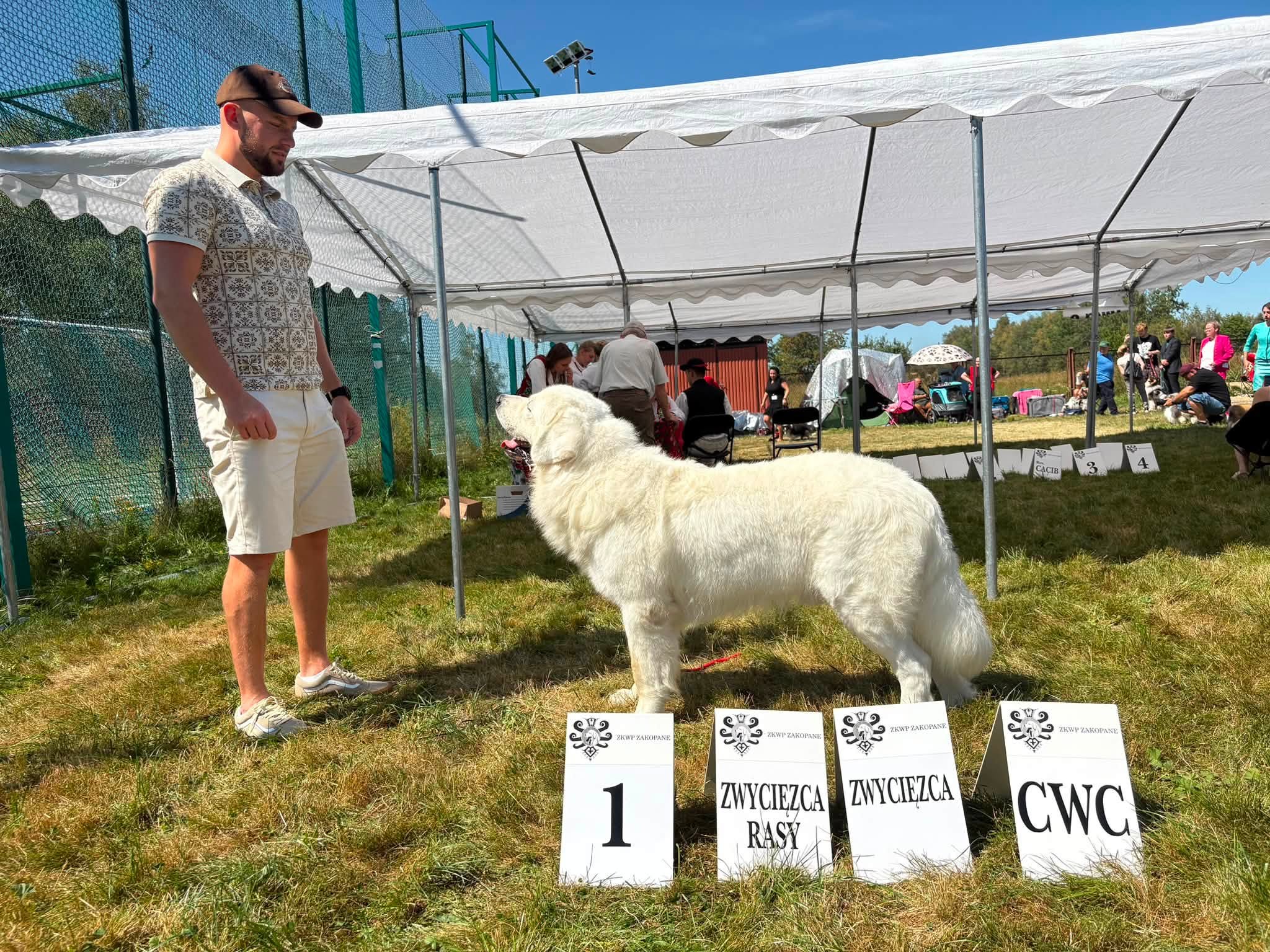 Owczarek podhalański na ringu wystawowym